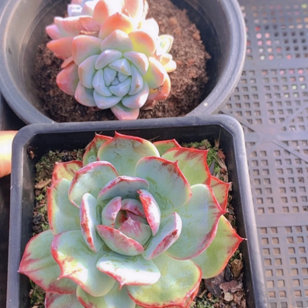 【闪购商品】00067