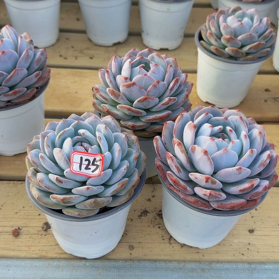 组合套餐125号色号