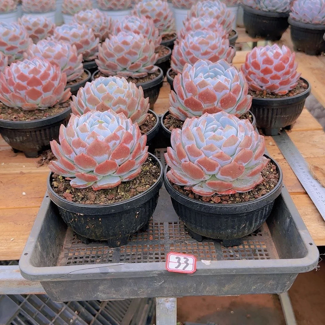 单头红皮城编号33号