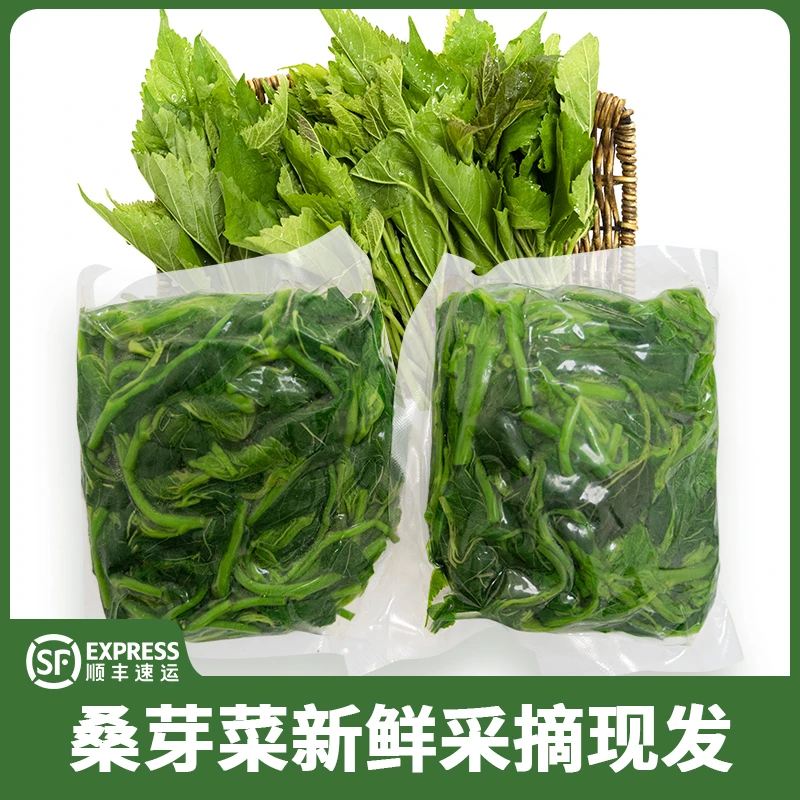 【250gX5包】清远连州特产蛋白桑芽菜食用嫩桑叶菜顺丰包邮新鲜