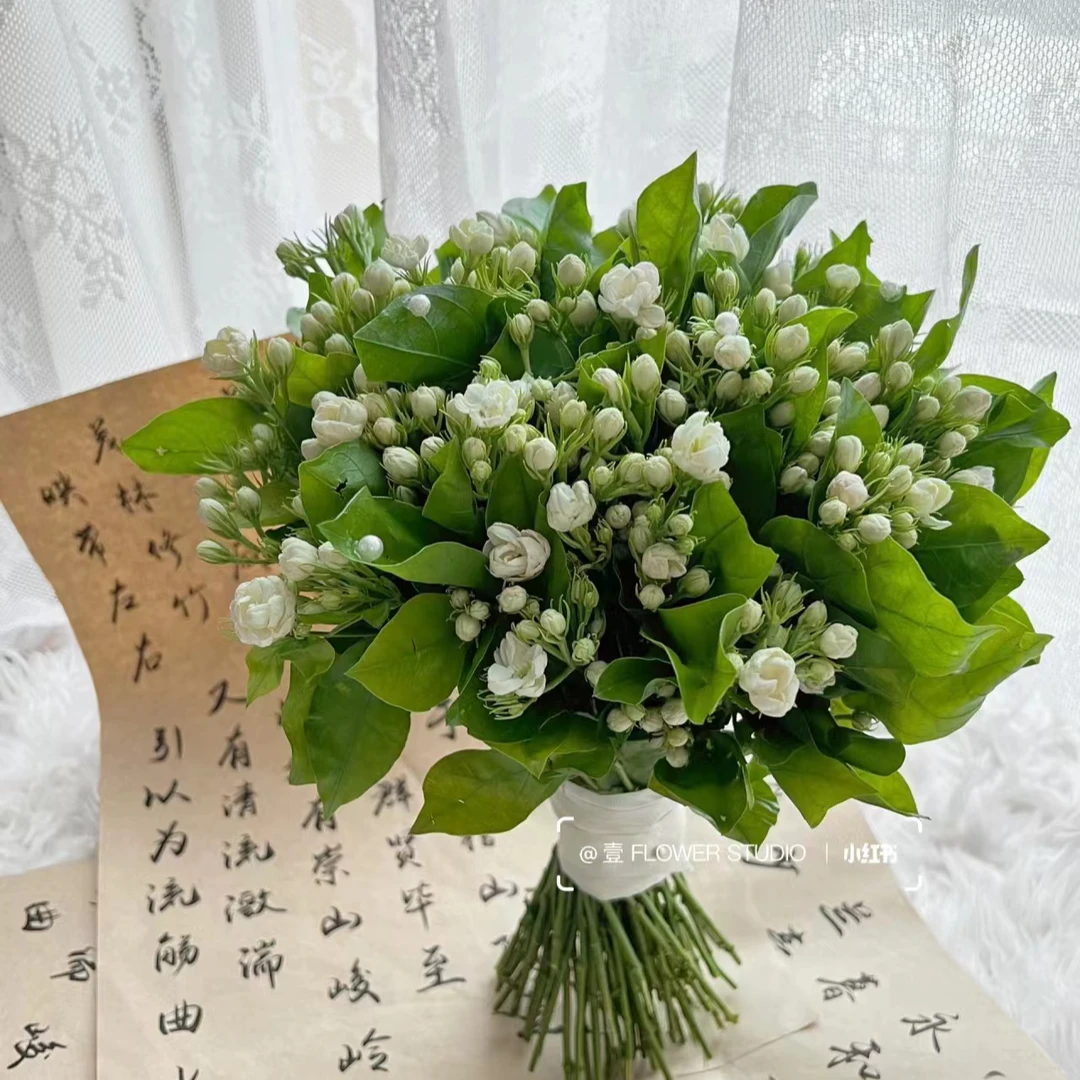 【京东速运】清香型茉莉 花期长花苞多