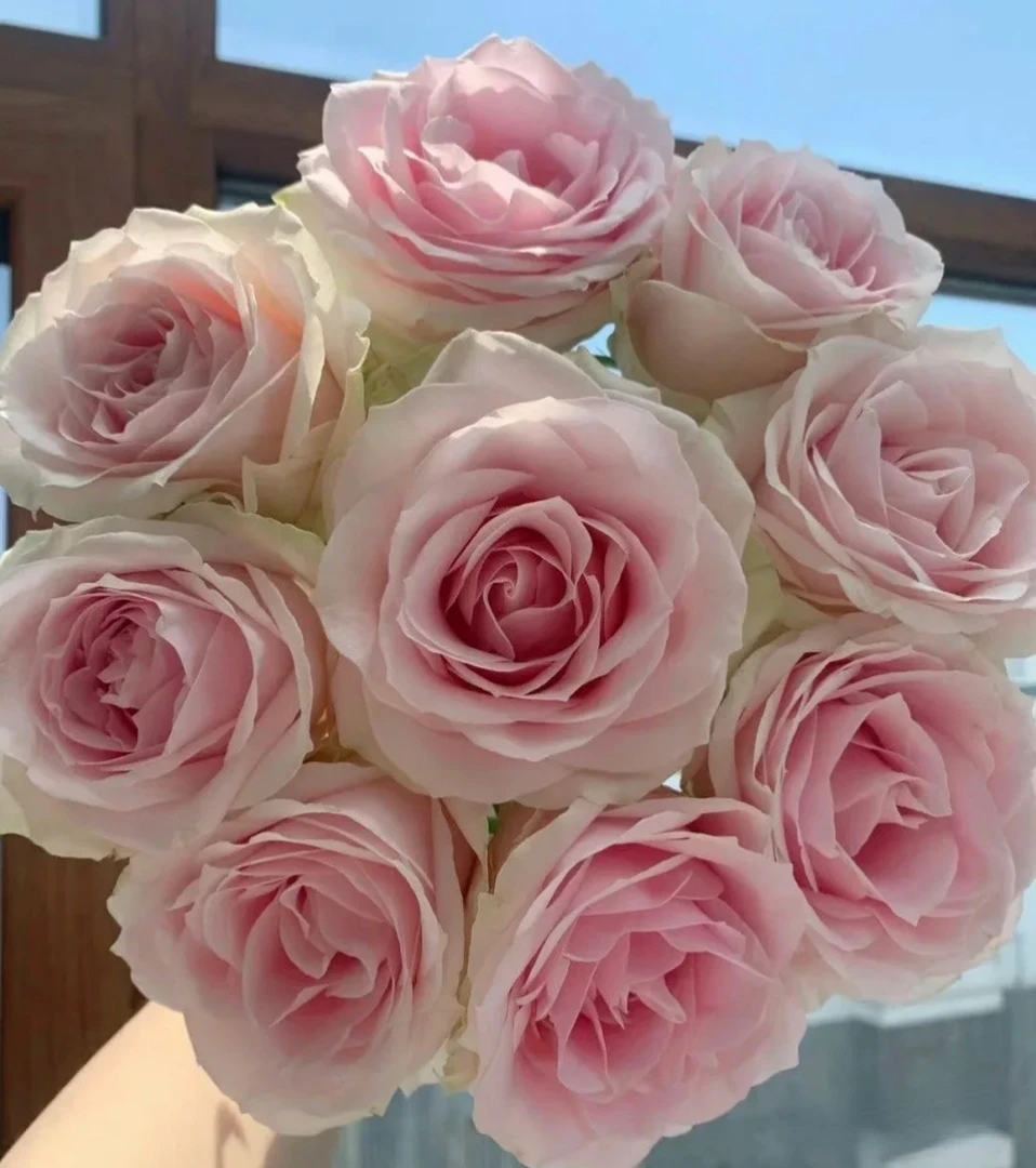 粉红雪山10枝玫瑰京东包邮