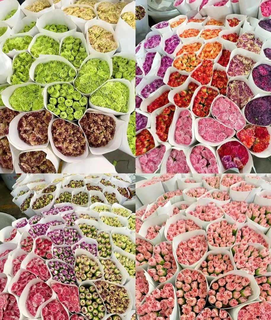 【京东速运】鲜花 云南鲜切花 康乃馨