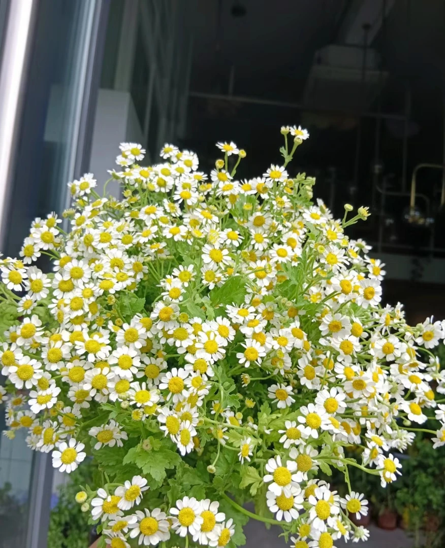 洋甘菊花期长云南鲜花 家居瓶插