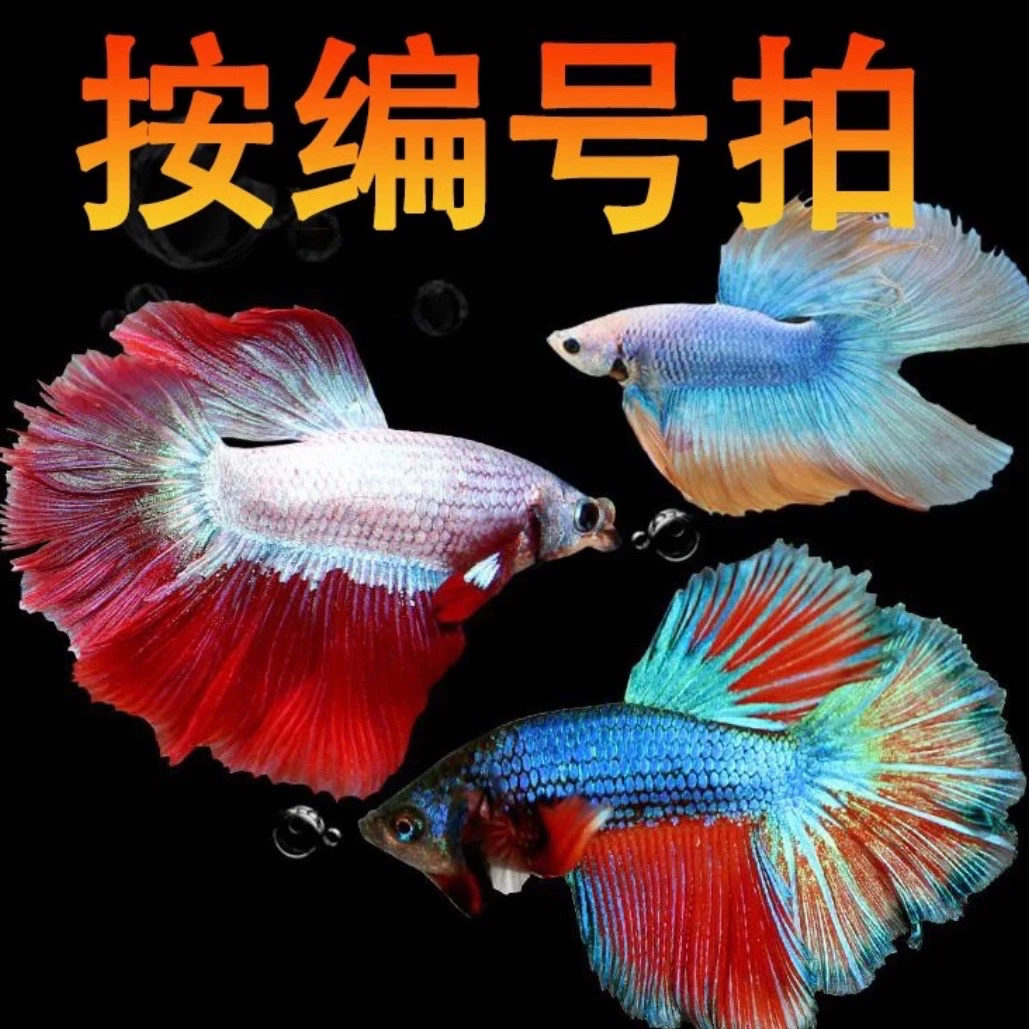 2版 1-48号活体观赏鱼