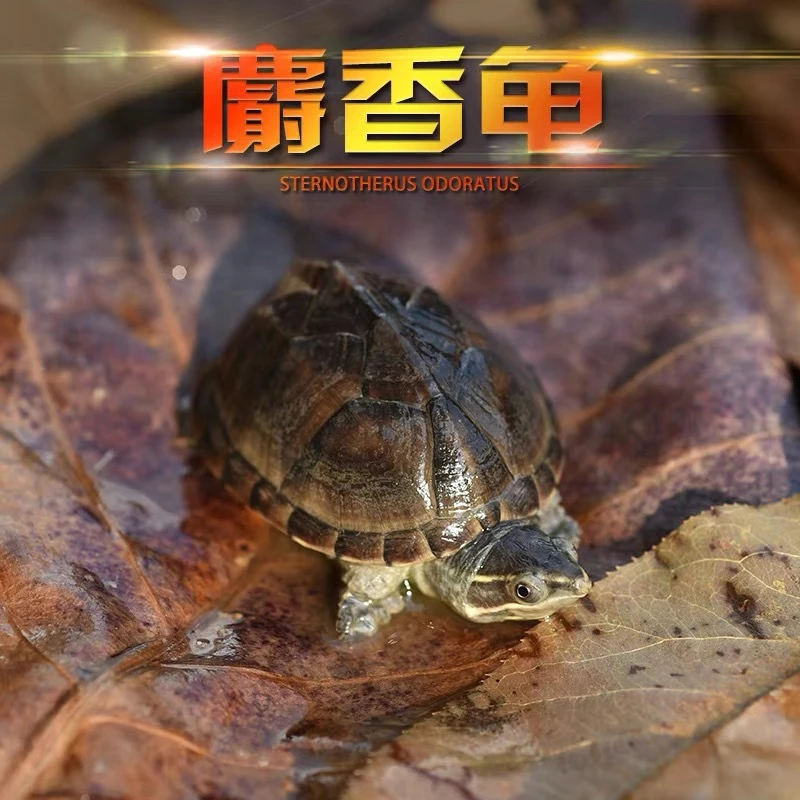 麝香蛋龟剃刀龟麝香龟全品蛋龟苗观赏龟屋顶龟深水龟小宠物活体