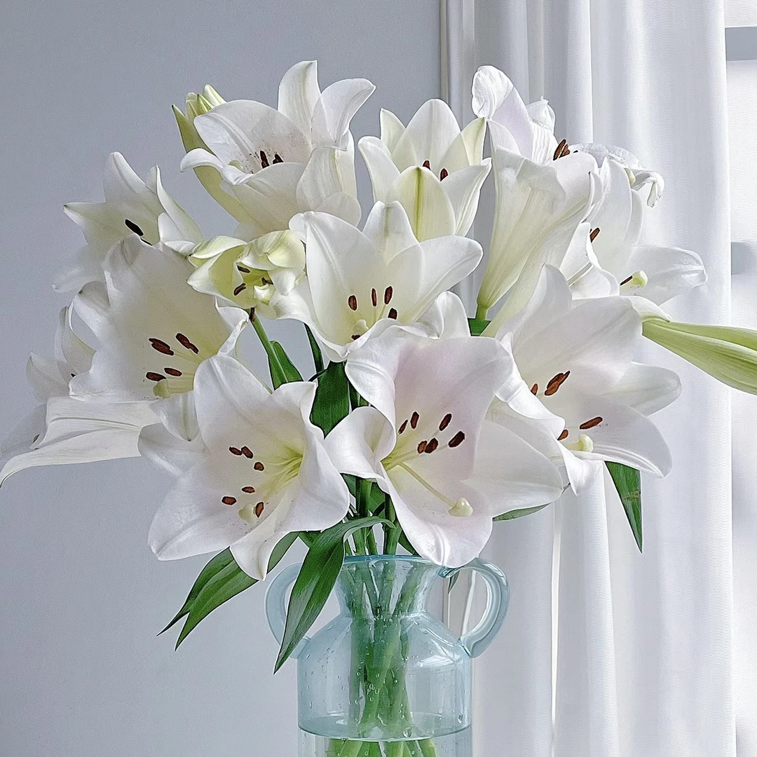 【藩篱匠人/粉铁炮】喇叭花型 淡香 单瓣百合  家养 鲜切花