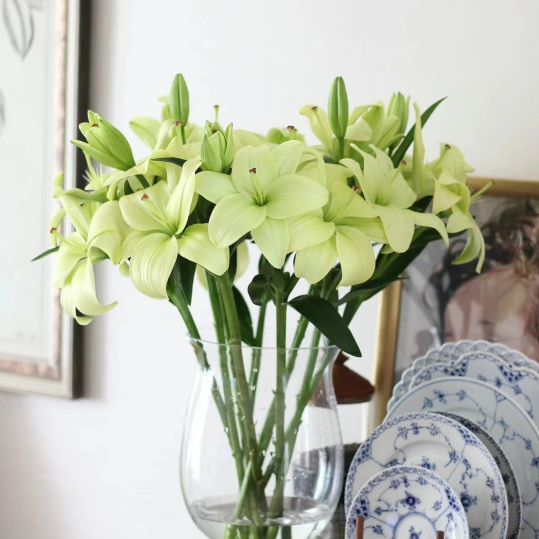 【藩篱匠人/童年】抹茶绿 无香亚百合小花苞  办公家养鲜切花