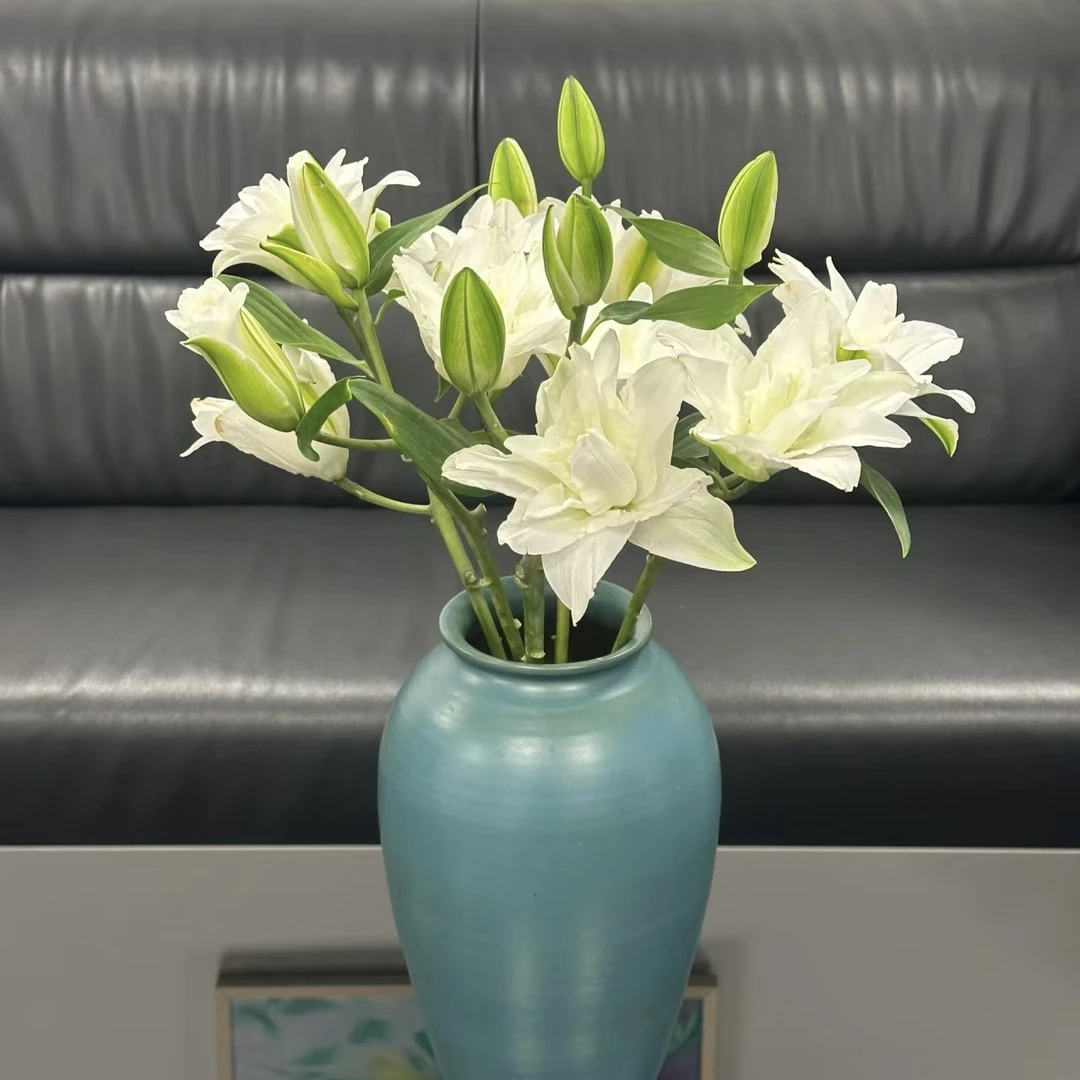 【藩篱匠人】【颜如雪】【重瓣香水百合】仙气飘飘 家养鲜切花