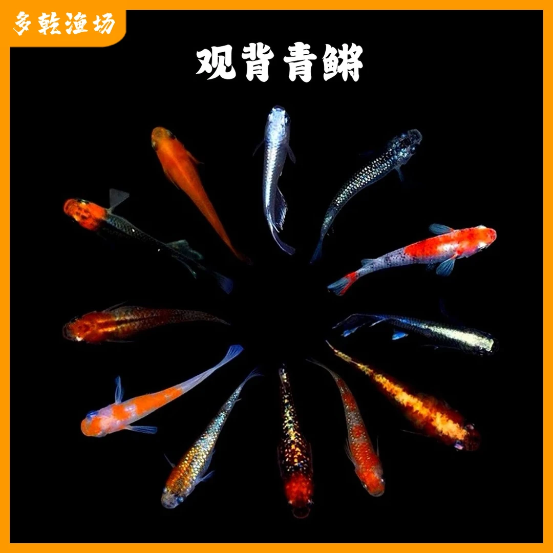 观背青鳉小型冷水鱼活体淡水鱼小鱼观赏鱼养鱼饲养耐活发货精选