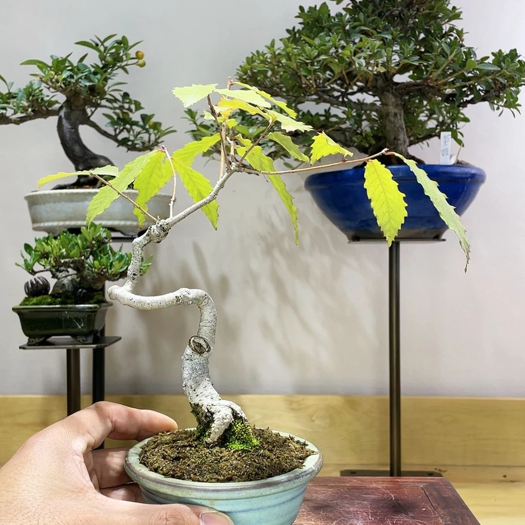 木本榛子盆景盆栽