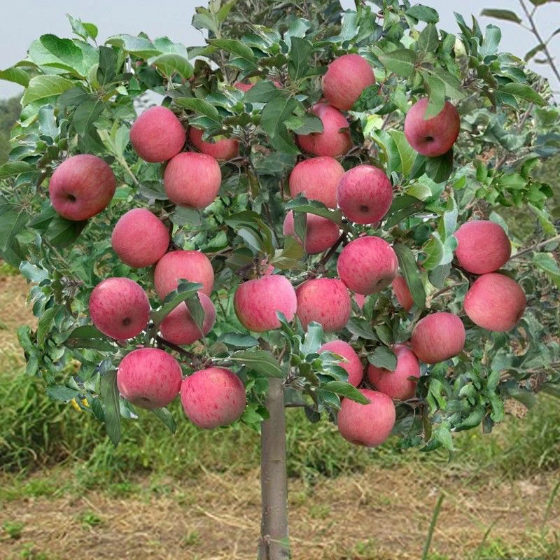 特大晚熟红富士鲁力爱妃花牛瑞雪红肉苹果苗盆栽地栽冰糖心苹果苗