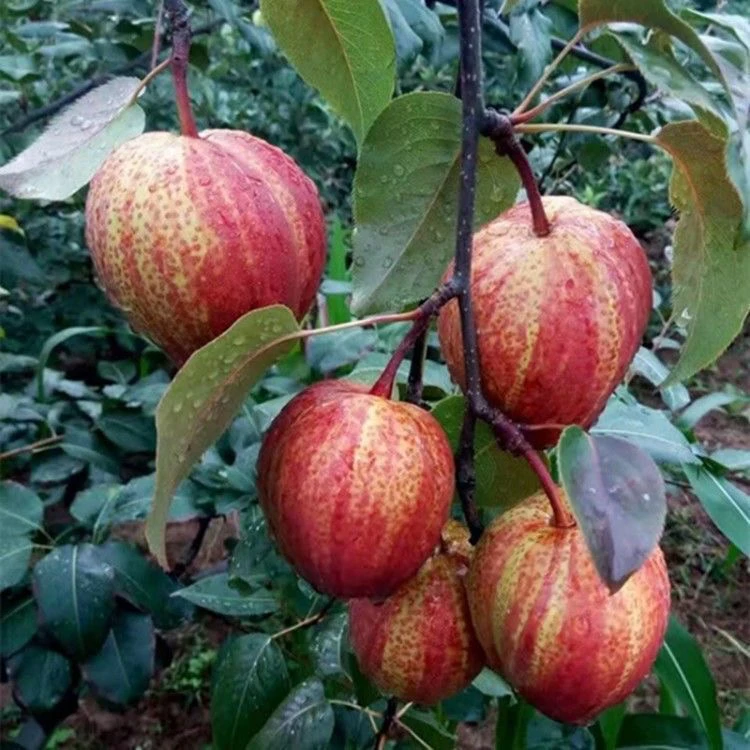 果树苗奇红早酥红梨树苗彩虹梨果树苗嫁接盆地栽南北方种植