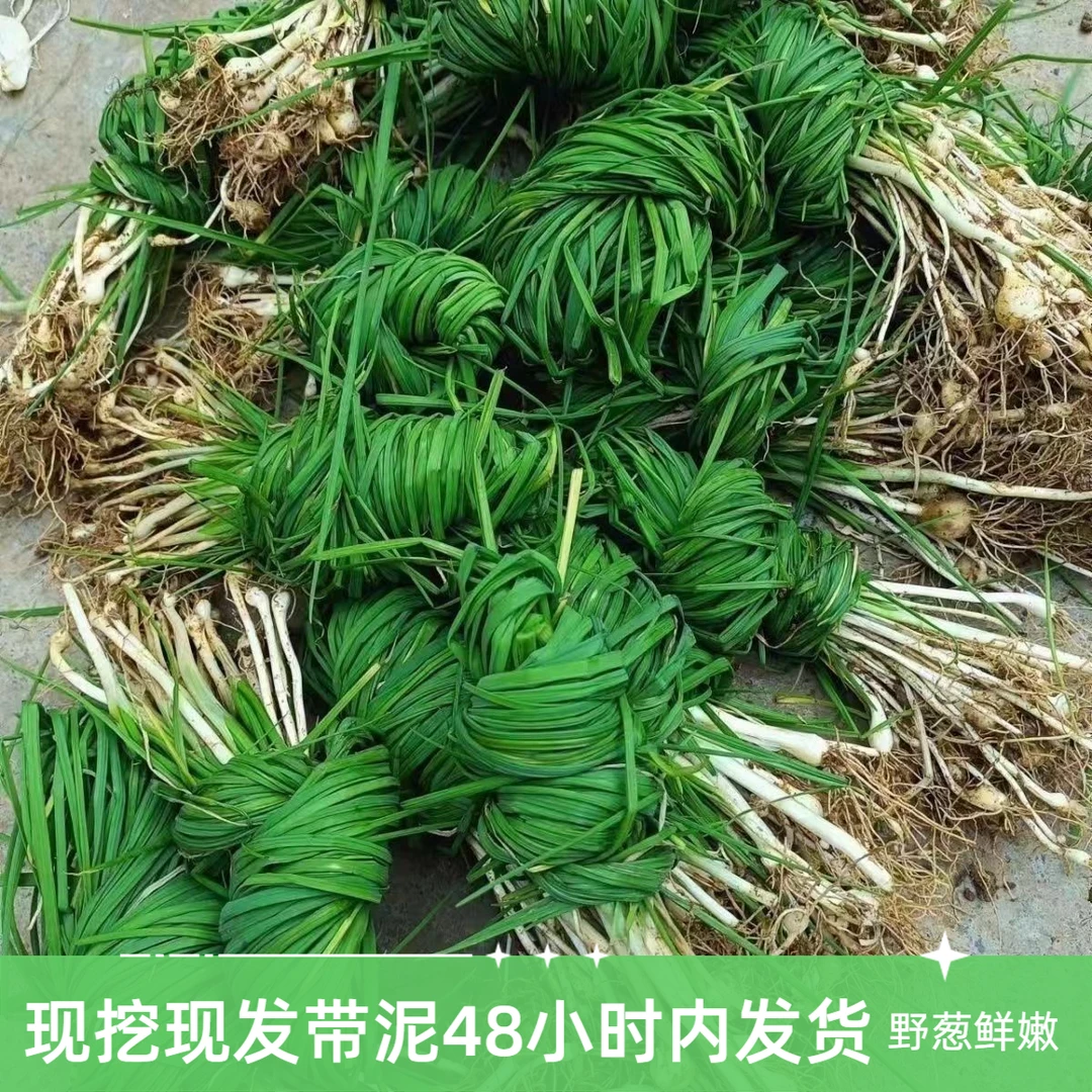 3斤装贵州田间野葱新鲜现挖现发野生苦蒜嫩叶小根葱带泥发货包邮