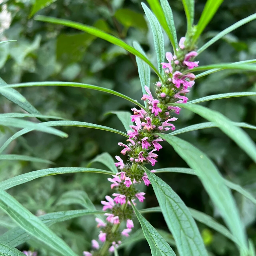 野生益母草种子可食用四季种易活花室内盆栽庭院绿化多年生花卉
