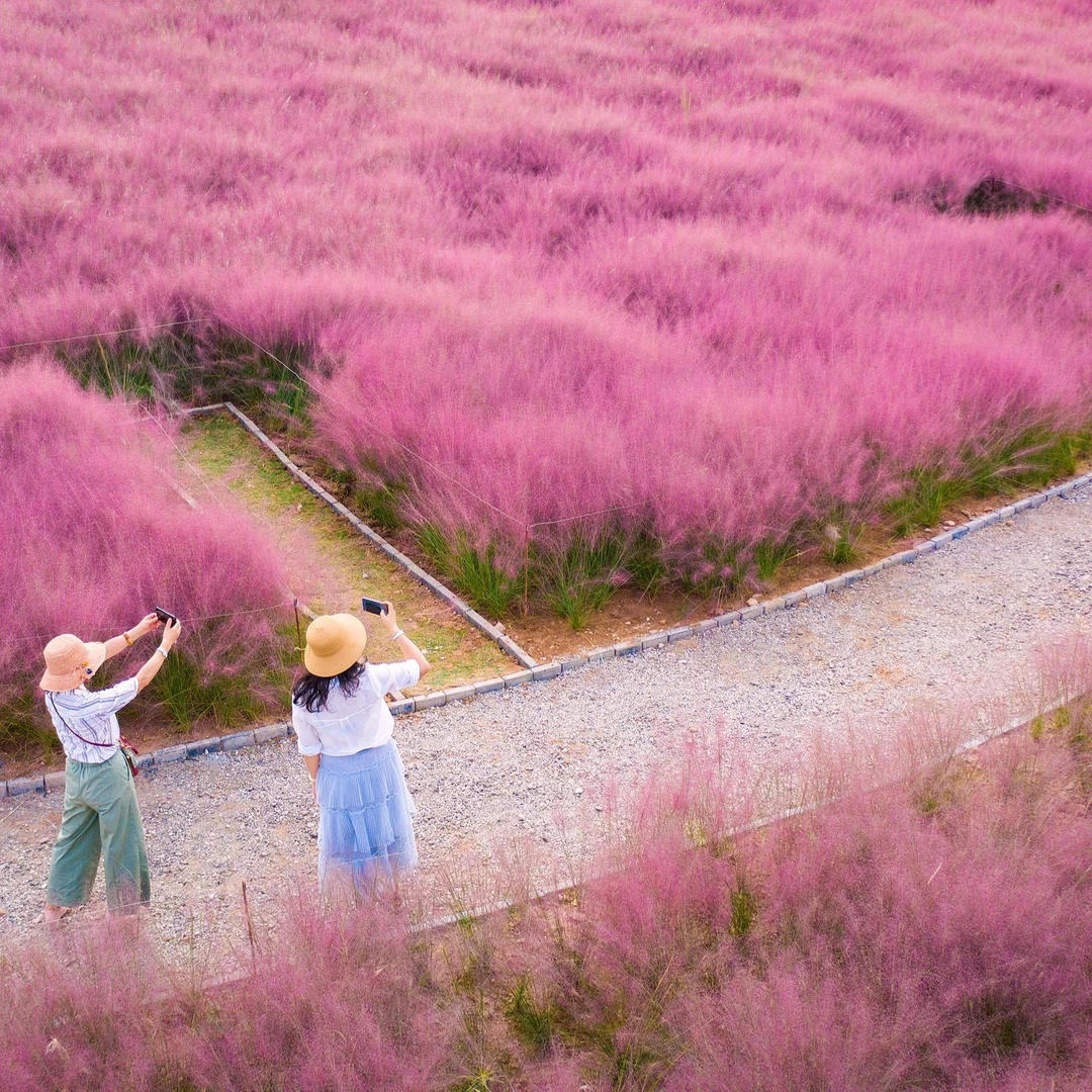 粉黛乱子草种子花草种籽子四季易种庭院景观毛芒乱子草种籽多年生