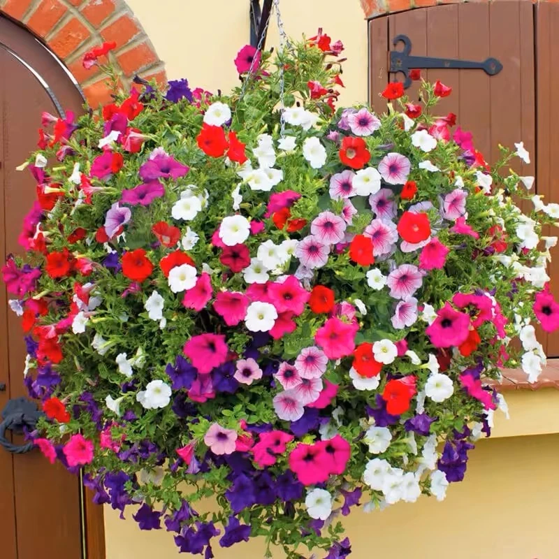 矮牵牛花种子喇叭花室外爬藤墙花卉四季播种开花盆栽易活花种籽孑