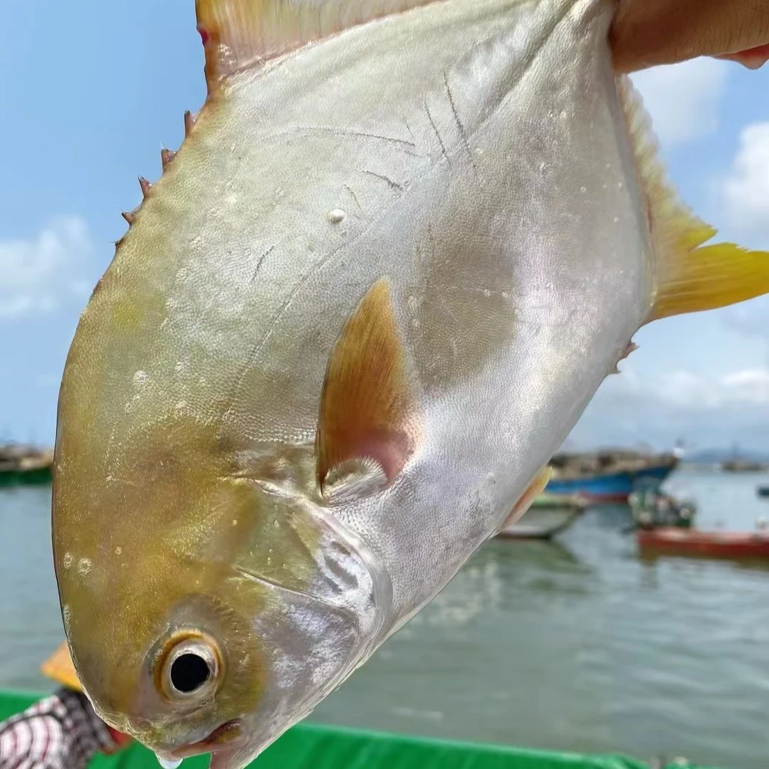 金鲳鱼｜深海金鲳鱼 1-1.2斤/条（刺少肉多）