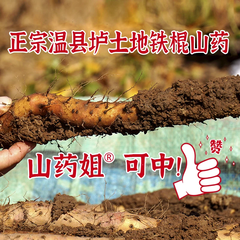 SHANYAOJIE/山药姐温县正宗垆土地铁棍山药新鲜采挖怀山药5斤