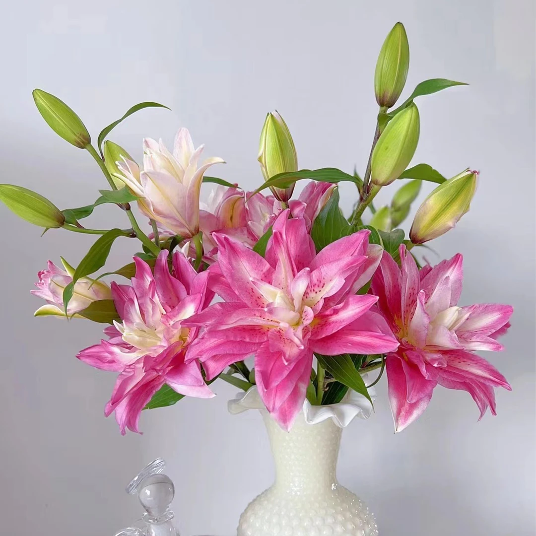 多头宝莲灯-重瓣百合