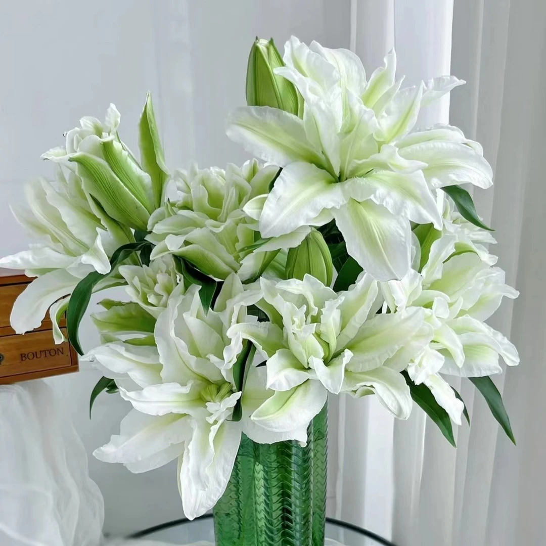 两头艾莎   -  重瓣百合（注意：冻坏不赔哦！）