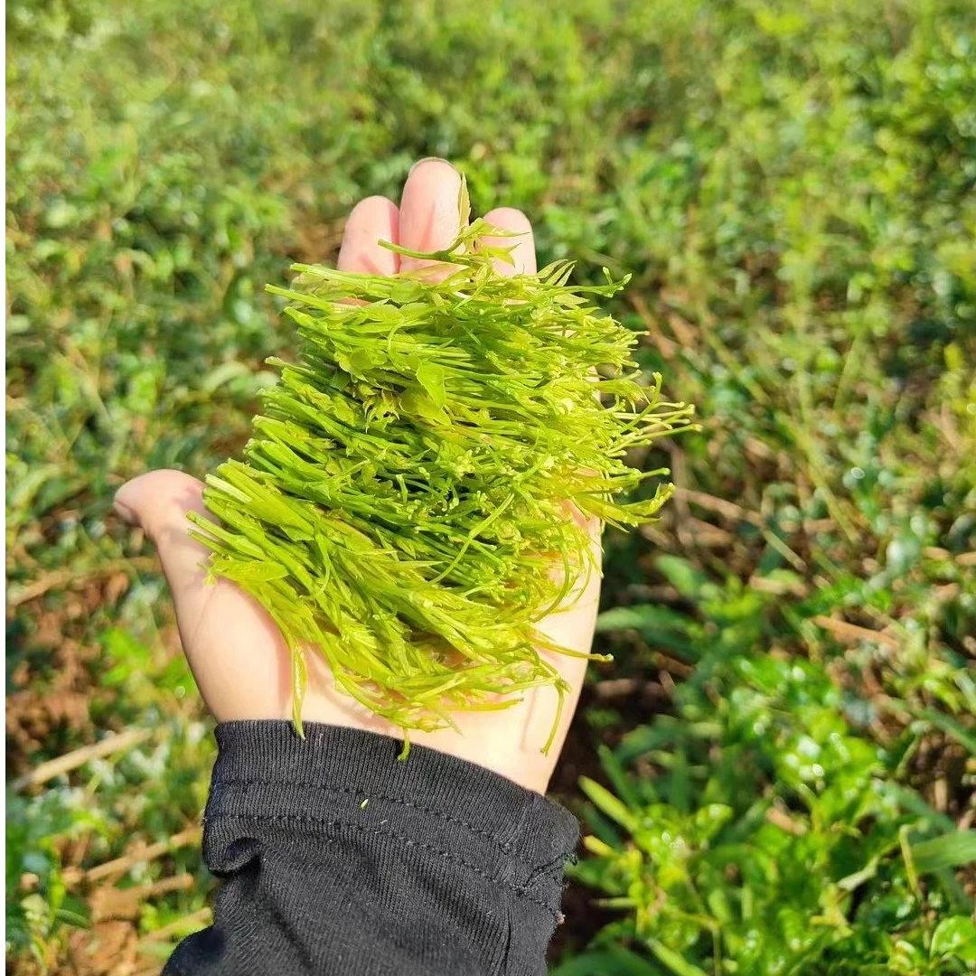 五宁峰五峰龙须藤茶125克/罐