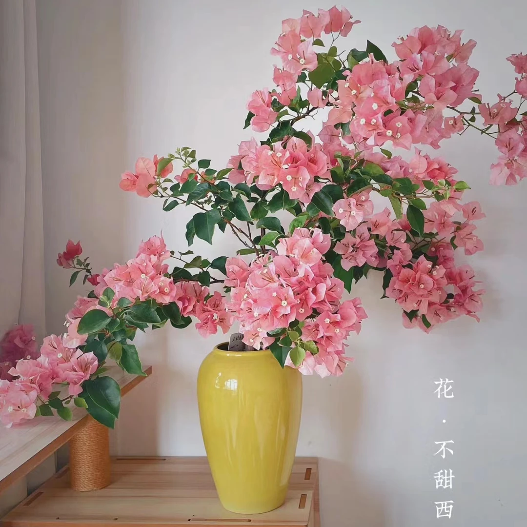 【不甜西瓜6.9米一苗亏】三角梅四季开花勤花阳台庭院爬藤好养 雨露