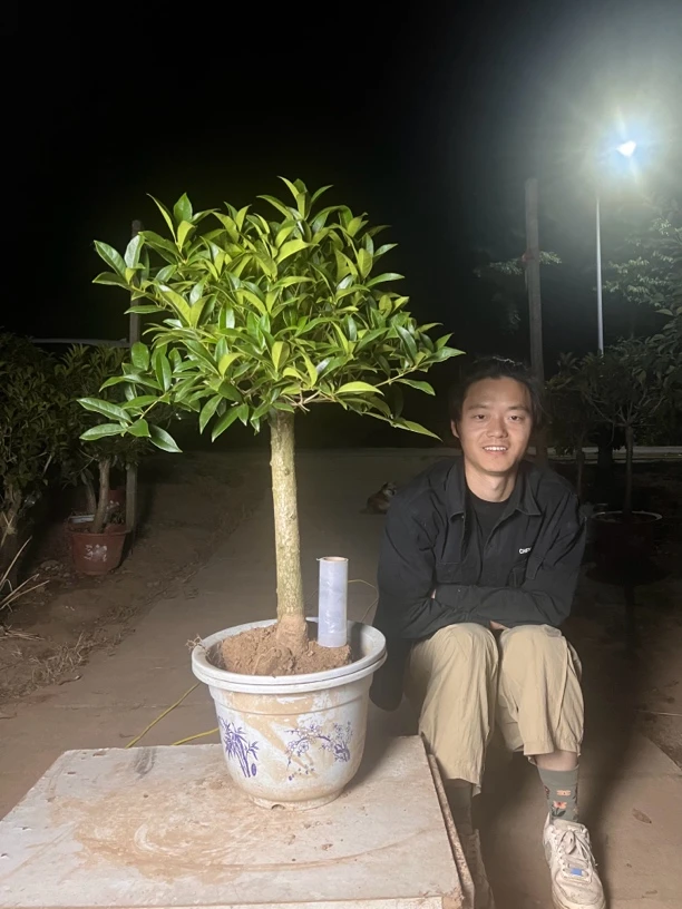 桂花直播间选购带花苞四季桂花八月桂花