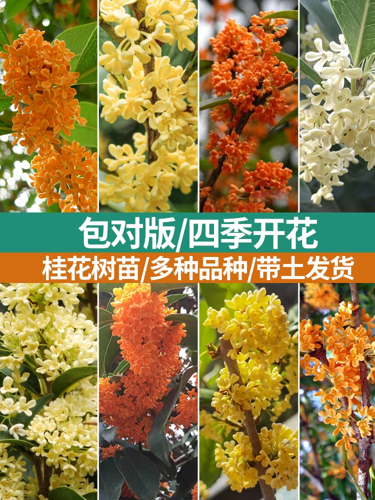 桂花盆栽庭院大苗四季开花带花苞浓香型八月桂四季桂
