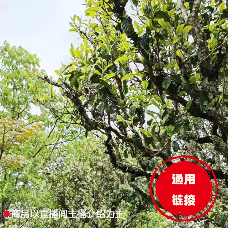 【董事长私藏】25.2.4通用链接 普洱茶