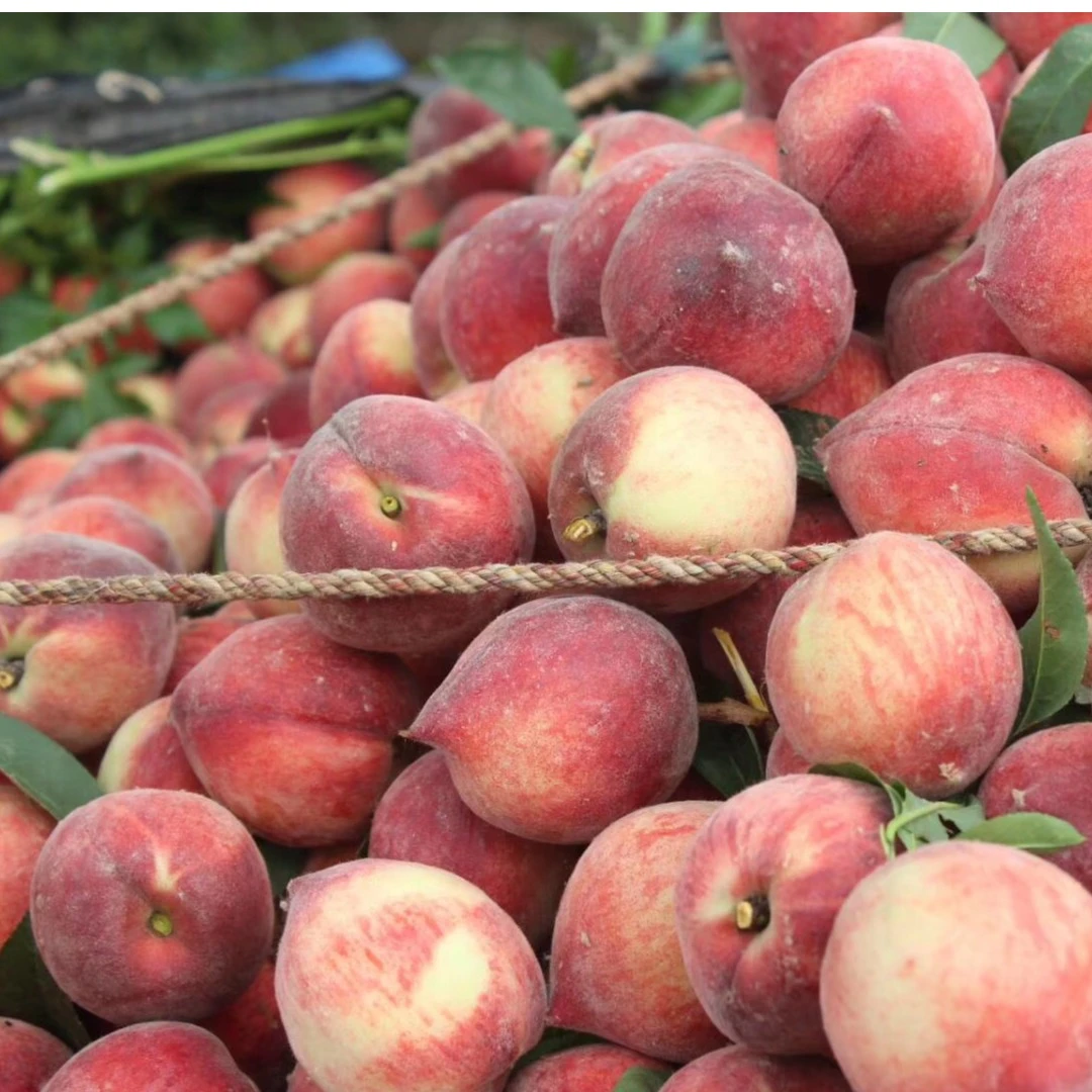 湖北枣阳胭脂红脆甜蜜桃新鲜孕妇水果当季桃子时令毛桃批发香甜