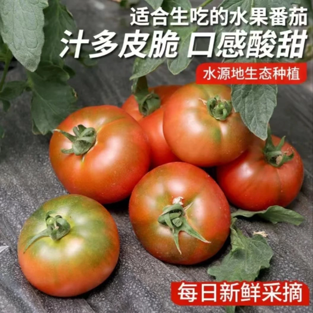 【标准果:绿腚不明显】性价比超高铁皮柿子顺丰包邮酸甜特产爽口