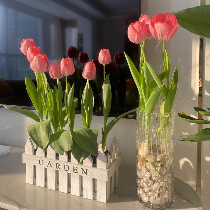 五度球5颗郁金香种球水培盆栽荷兰进口重瓣四季开花土养阳台花