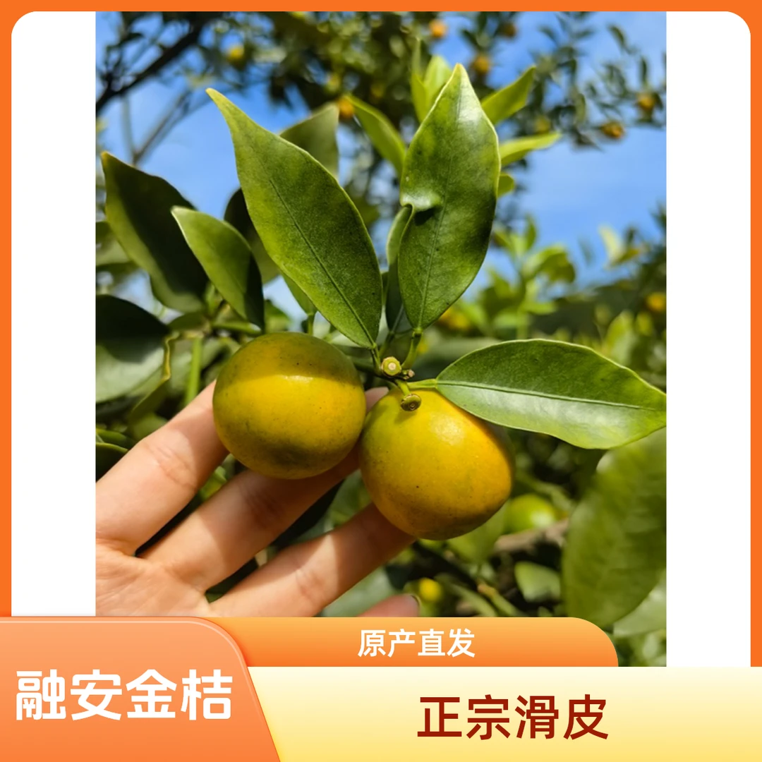 正宗融安金桔第二代滑皮金桔原产地直发