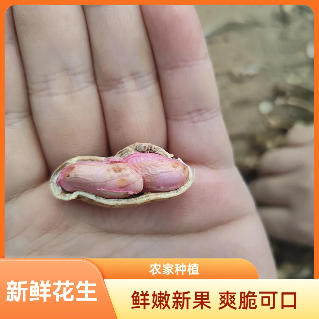 【绿野生鲜】25年农家种植带壳鲜花生可生吃可水煮