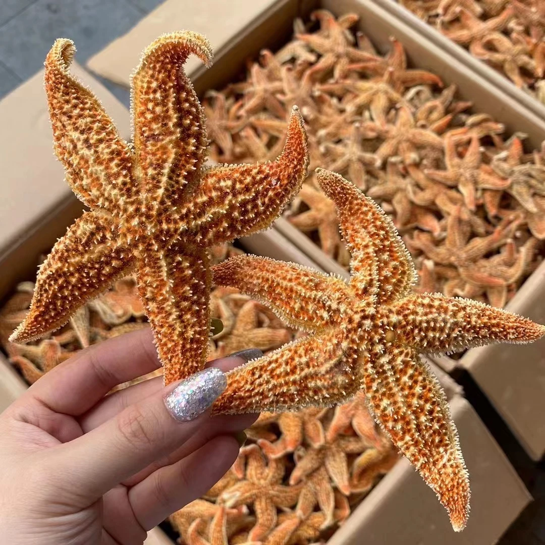 喳养生 五角海星 干货煲汤500g