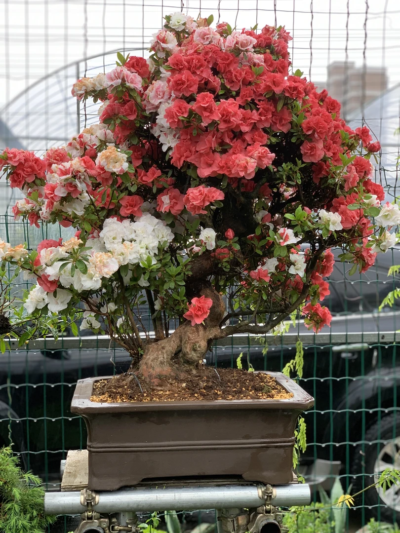 皋月杜鹃大品玉玲人气品种庭院别墅大型花卉盆栽