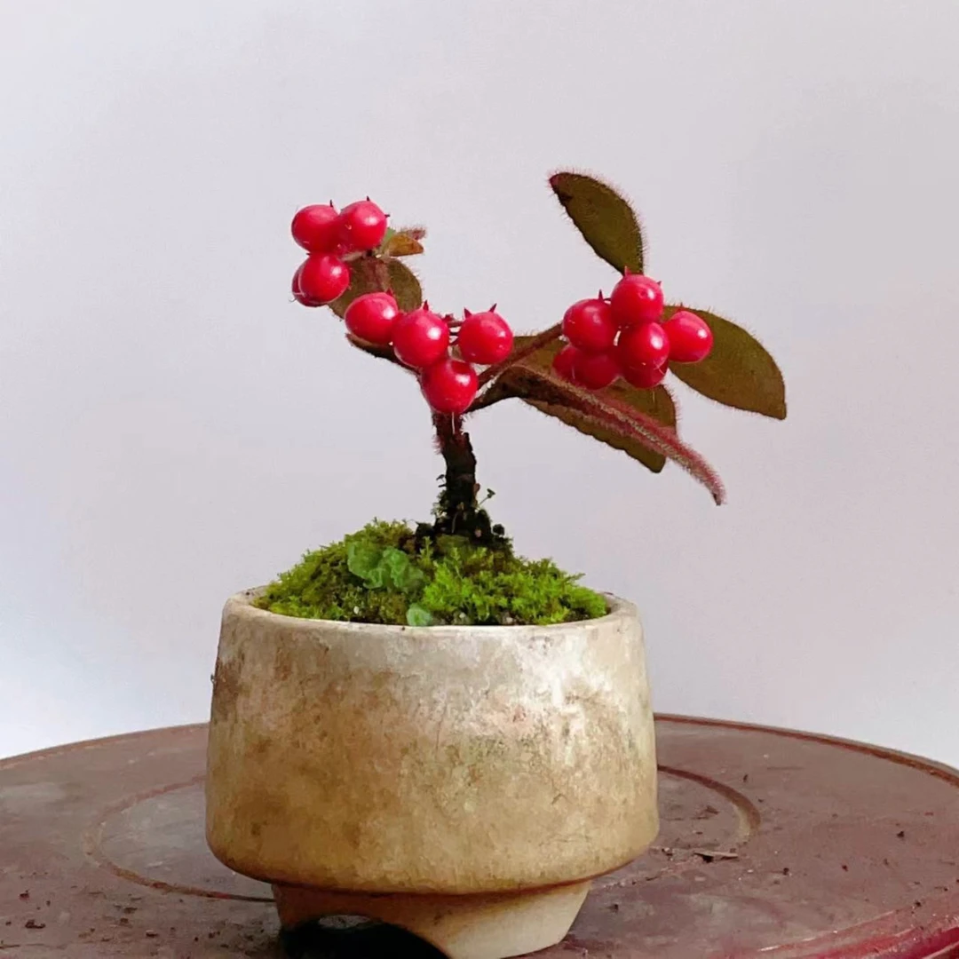 虎舌红微盆景结果红色室内客厅造景绿植桌面阳台观叶果小盆景庭院