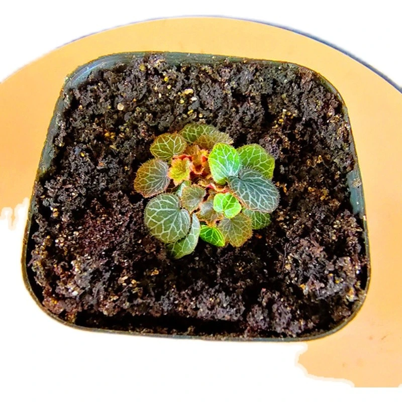 微型迷你植物小叶姬虎耳草姬雪之下山野草素材塑料盆