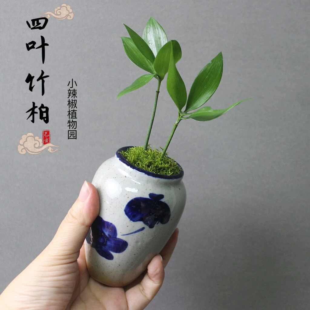 耐阴室内办公室电脑桌微型迷你小绿植植物小盆景盆栽小竹柏可水培
