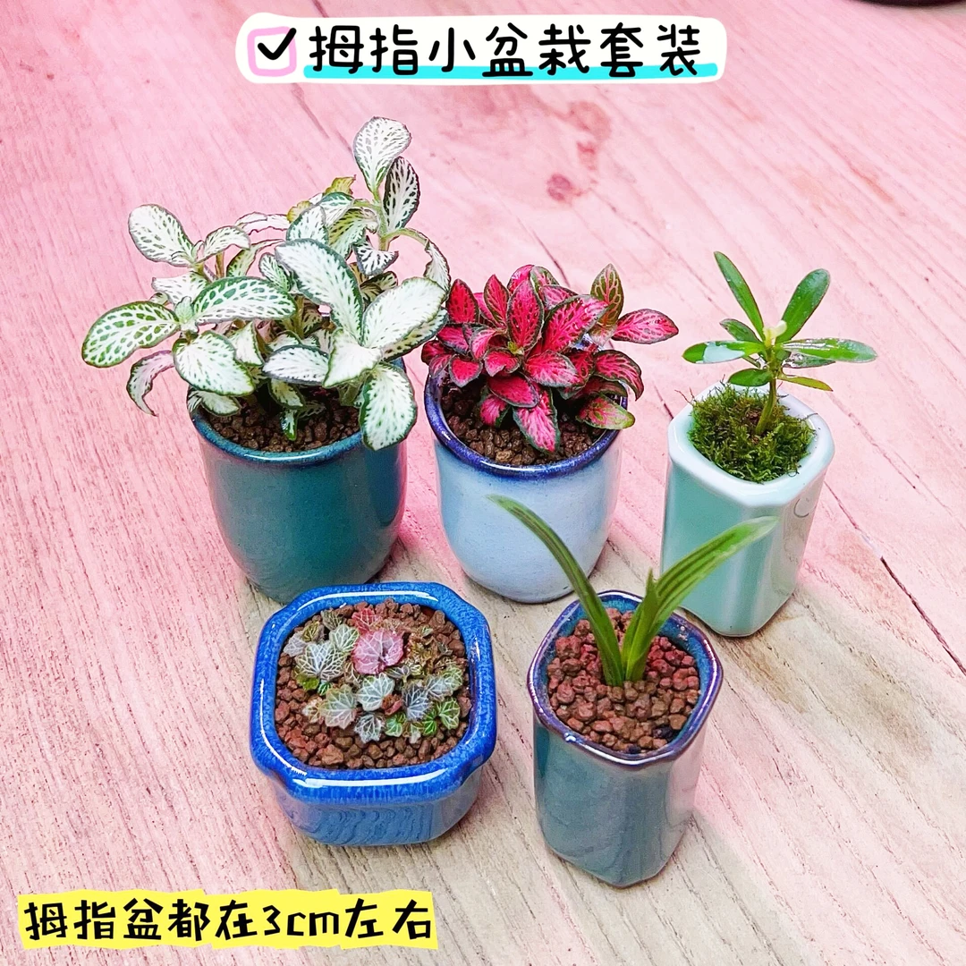套装迷你微型植物小盆景盆栽成品豆盆拇指花盆桌面小绿植办公室内