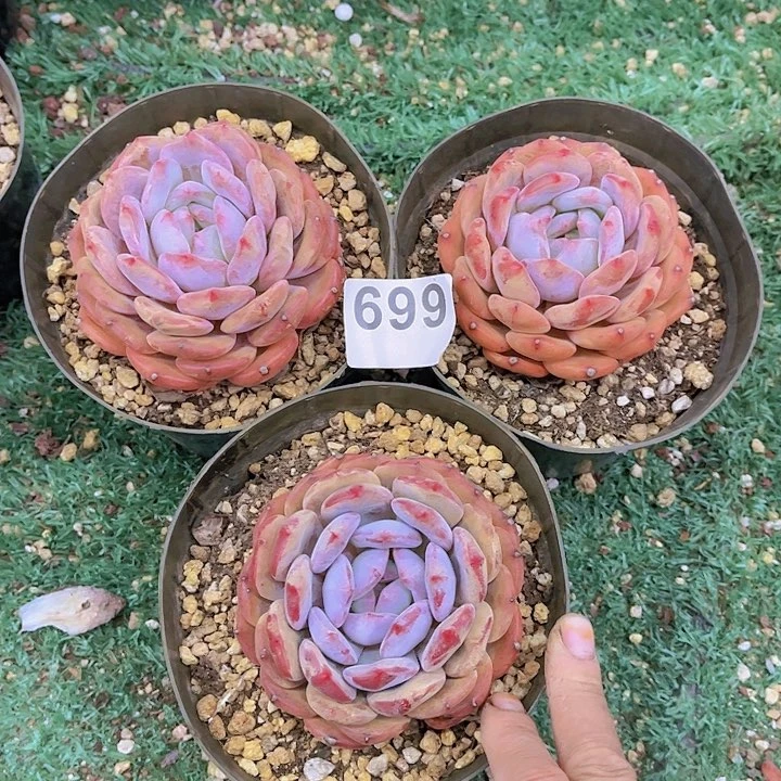 699橙子多肉植物组合