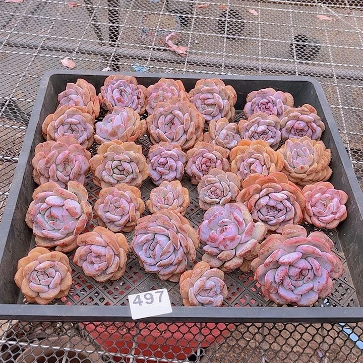 497橙子多肉植物组合