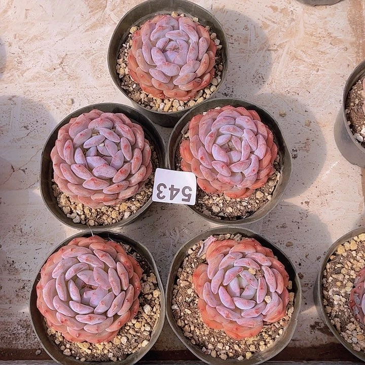 543橙子多肉植物组合