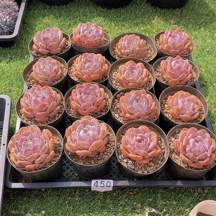 450橙子多肉植物组合