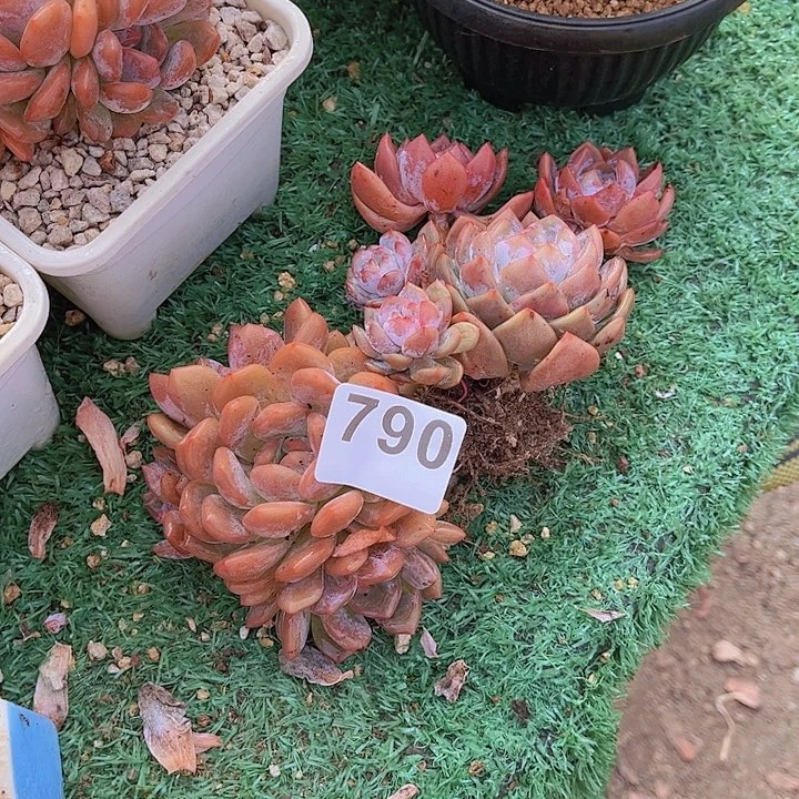 橙子1多肉植物组合