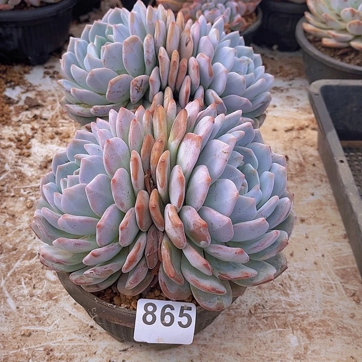 865橙子多肉植物组合