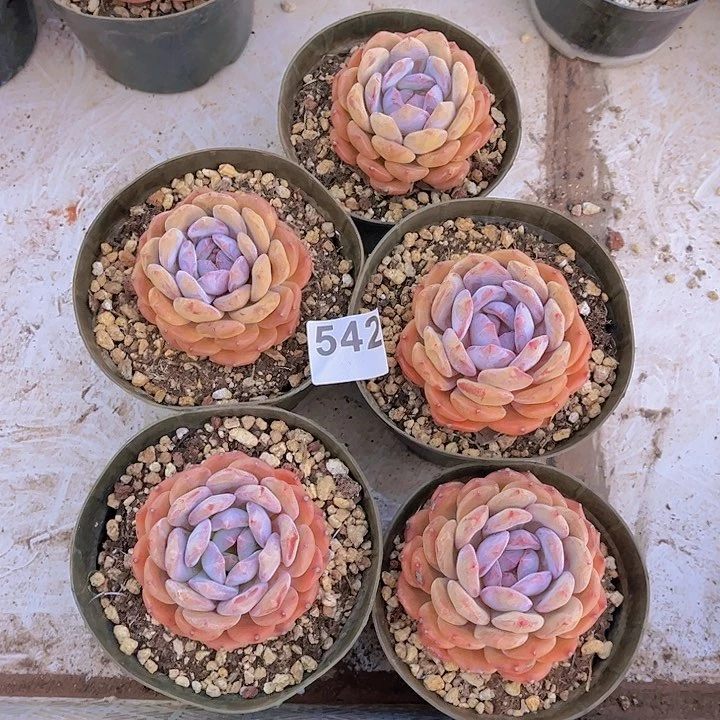 542橙子多肉植物组合