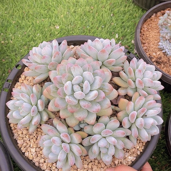 香水1多肉植物组合