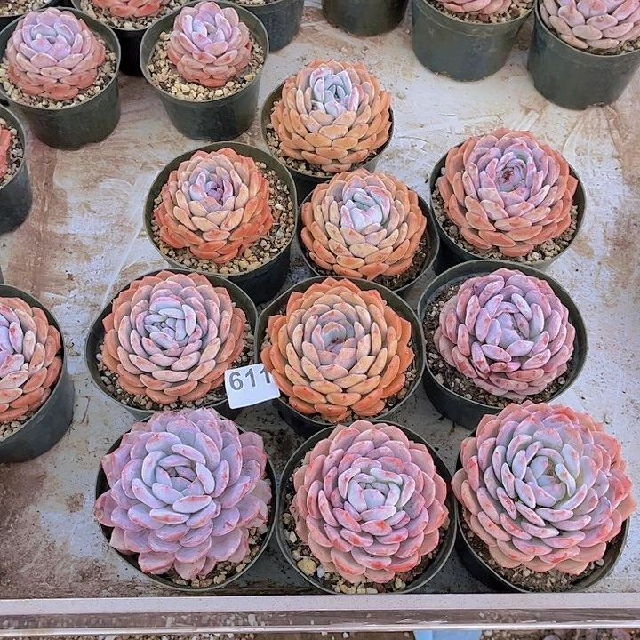 611橙子多肉植物，有叶片变异